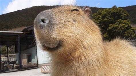 Capybara Meme Face