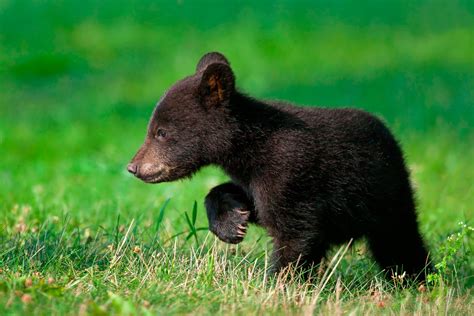 Black Bear Cubs Wallpaper