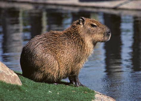 Capybara | The Biggest Animals Kingdom