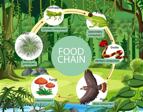 Food Chain In Forest Ecosystem