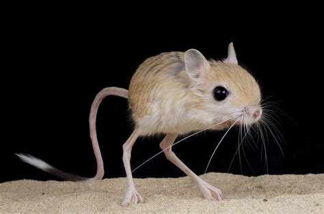 How the jerboa got its enormous feet | Science | AAAS