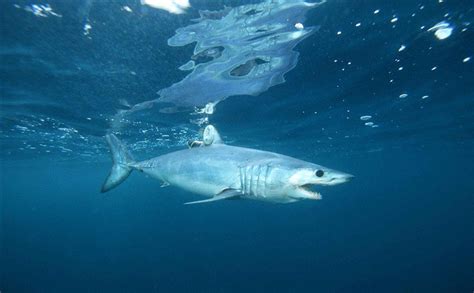 Shortfin Mako Shark, Warty Sea Cucumber Protection Sought in Mexico ...