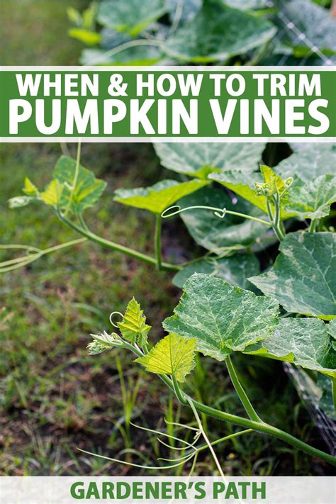 When and How to Trim Pumpkin Vines | Gardener’s Path