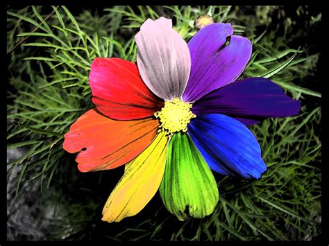 rainbow flowers | Rainbow Flower" by Pleatu at deviantart.com | flowers ...