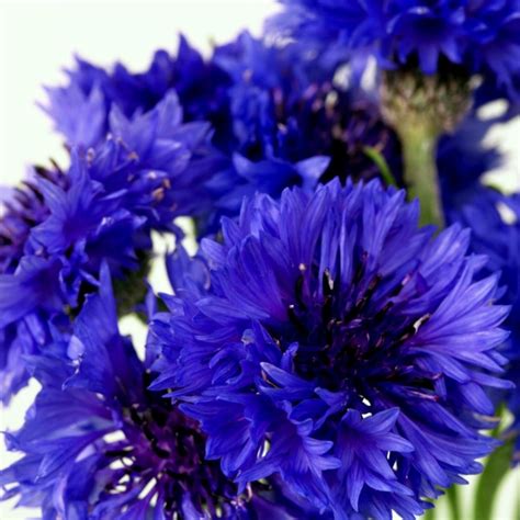 Edible - Blue Bachelor Button Flower Seeds - Prijs: €1.95