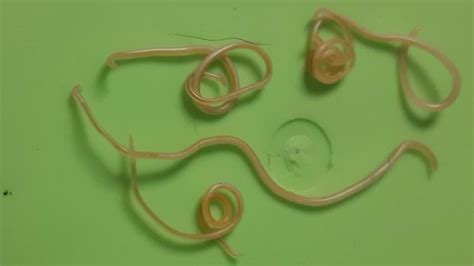 Roundworms in Dogs and Cats