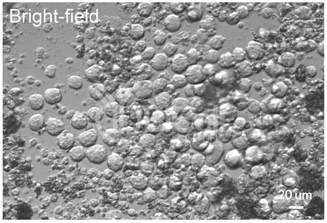 Rabbit Hybridoma Development - BiCell Scientific®