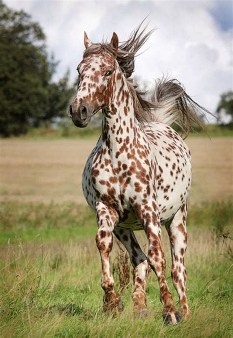 Magnifique cheval | Horses, Appaloosa horses, Horse breeds