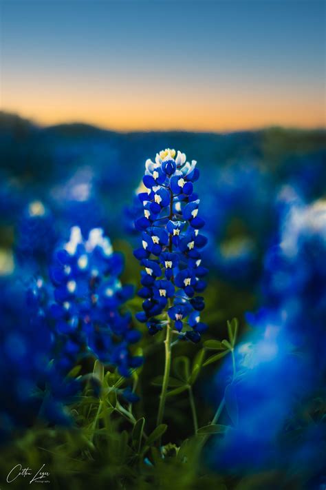 2021 April Texas Wildflowers on Behance