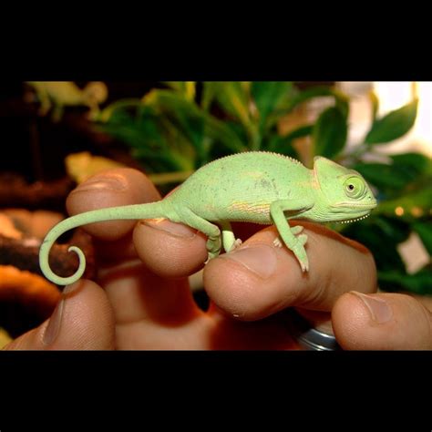 baby veiled chameleon temperature - Pretty Man Log-Book Photographs