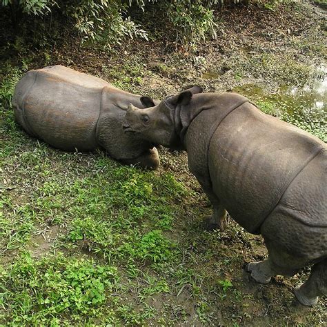 Wildlife & animals: Annapurna Trekking