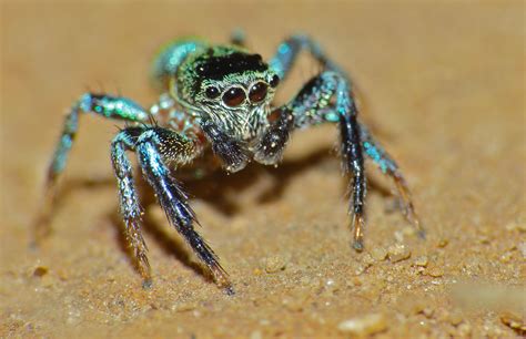 Jumping Spiders | Interesting Thing of the Day