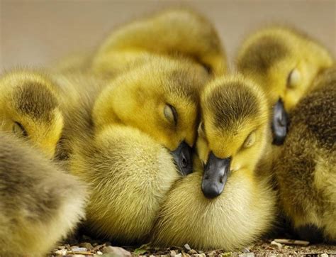 cuddles ducks ducklings cute adorable | Animals, Baby ducks, Baby chicks