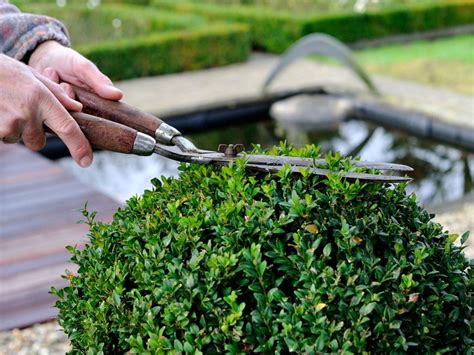 Pruning Boxwood Shrubs And The Best Time To Trim Boxwoods