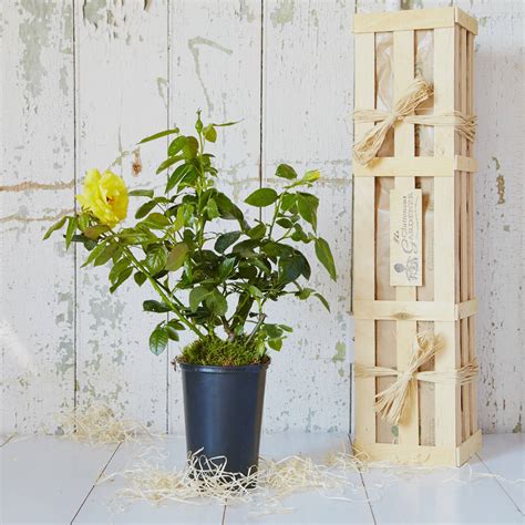 Golden Celebration Rose Bush Gift By The Gluttonous Gardener