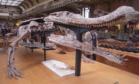 Largest Prehistoric Crocodile Ever