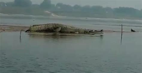 Ganges River Crocodiles