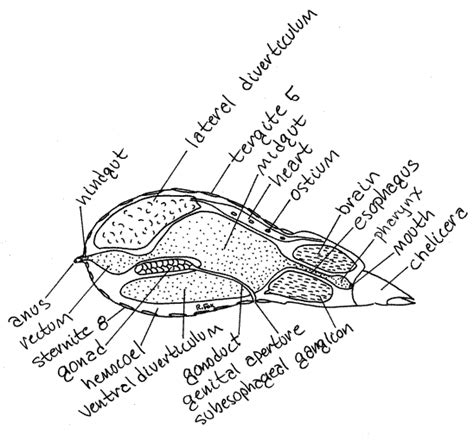 Pseudoscorpion Anatomy