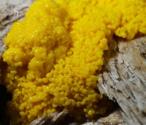 All of Nature: Yellow Slime Mold That Isn't