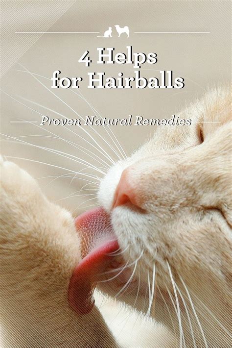 12 Cat Hairball Remedies That Really Work | Pet Living | Cat care, Cat ...