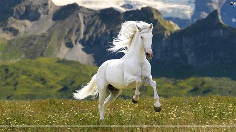 White Horse Wallpaper (68+ images)