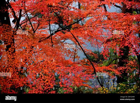 autumn Foliage in Japan Stock Photo - Alamy