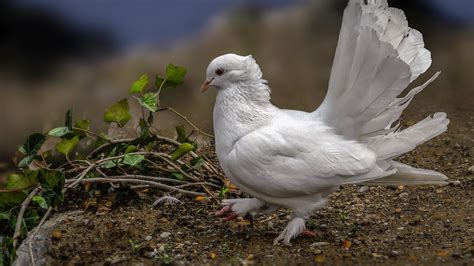 Wallpaper One white dove, feathers, leaves 2560x1600 HD Picture, Image