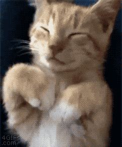 cat | GIF | PrimoGIF