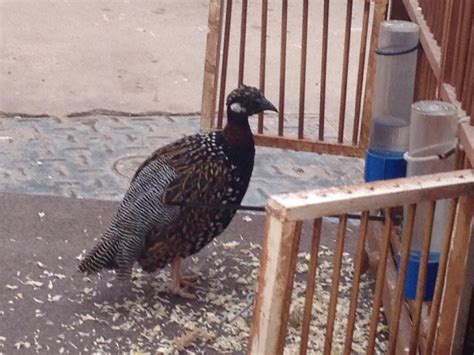 Black francolin ///KALA teeter chicks Smethwick, Birmingham - MOBILE