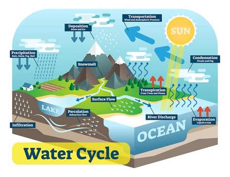 Different Stages and Importance of The Water Cycle - Conserve Energy Future