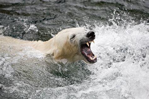 Polar Bear Teeth Stock Photos, Pictures & Royalty-Free Images - iStock