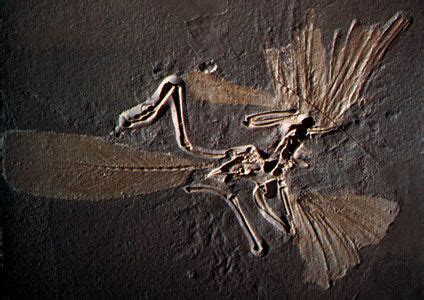 archaeopteryx summary | Britannica