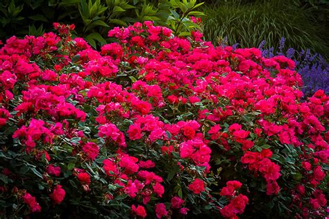 Red Knockout Rose Bushes For Sale Online | The Tree Center™