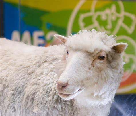 Born This Week: Dolly the Sheep | Center for Genetics and Society