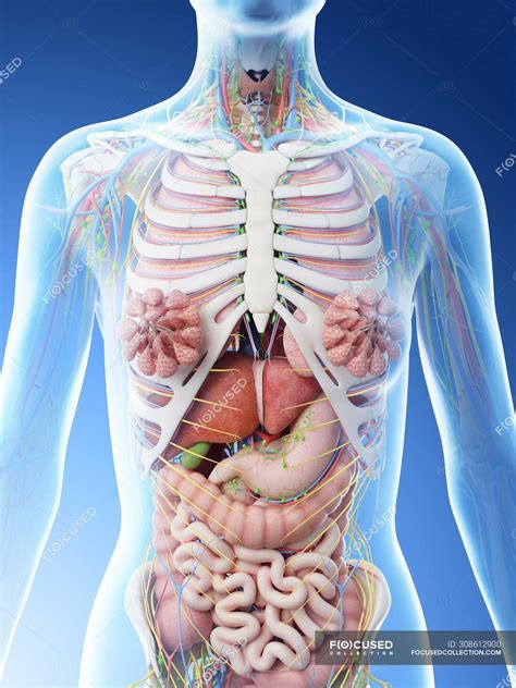 Human Anatomy Diagram Back View Organs