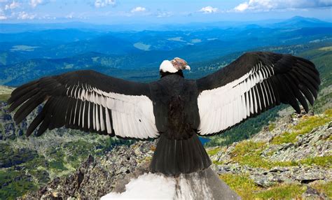 Andean condor - | Andean condor, Animal refrences, Animals