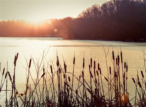 Troy Marcy Photography | Cattails in Winter