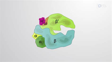 Rna Polymerase In Prokaryotes