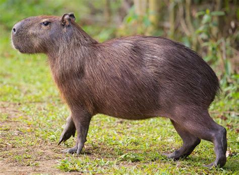 Capybara | Description, Behavior, & Facts | Britannica