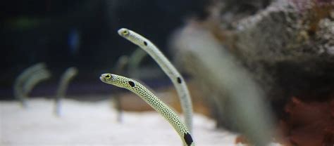 The Spotted Garden Eel | Critter Science