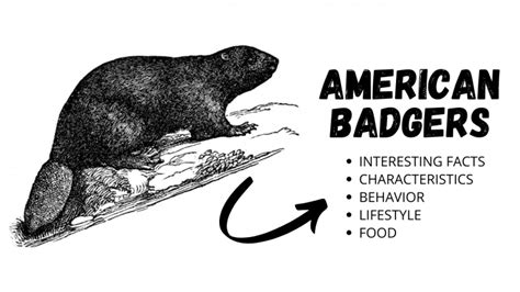 About American Badger - Behavior, Diet, Characteristics, & Facts