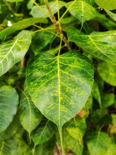 Green leaves peepal tree stock photo. Image of green - 183357036