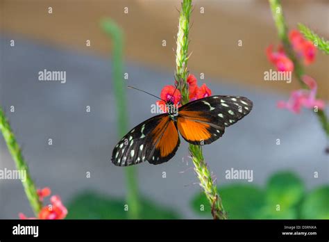 Fairchild tropical botanic garden in hi-res stock photography and ...