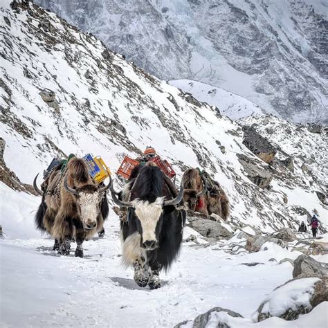 Yak, the real transporter of the Himalayas, pic by @ngatenjisherpa #yak ...