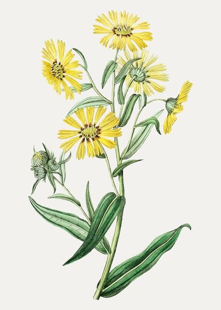 Free Vector | Yellow daisy