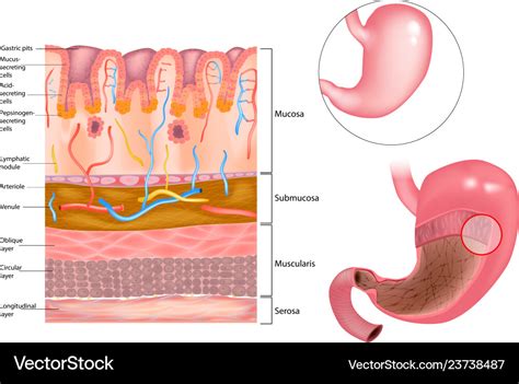 Mucous layer in the stomach Royalty Free Vector Image