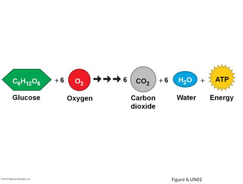 Cellular Respiration Formula Equation