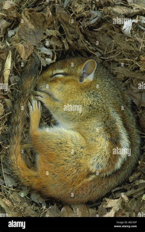 Eastern Chipmunk Tamias striatus sleeping in den Eastern North America ...