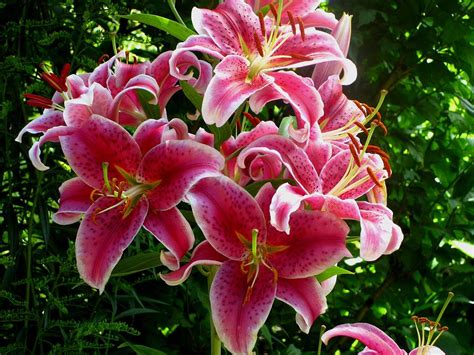 Pink Tiger Lilies Photograph by Kathy Long - Fine Art America