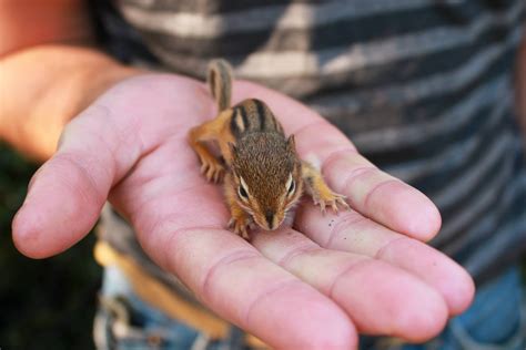 Baby chipmunk C: - Imgur | Animals | Pinterest | Baby chipmunk ...